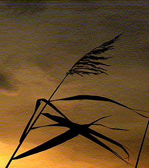 Silence à l'aube